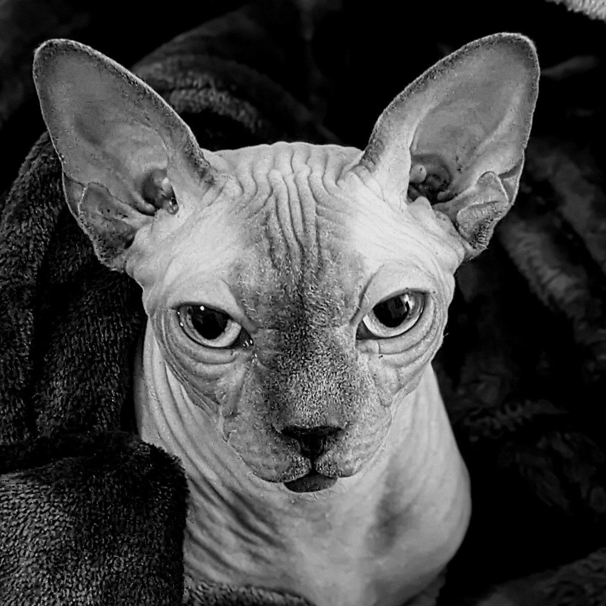 _moxiecat's tweet photo. #moxie 💜 https://t.co/kdq7Gd3xBs