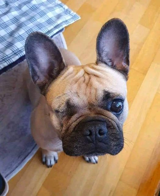 frenchieclubusa's tweet photo. hope I get some love here🥴🥹
.
.
.
.
#FrenchieClubUSA
#FrenchBulldog
#FrenchieLove
#FrenchieLife
#FrenchieNation
#FrenchieFam
#FrenchieCommunity
#FrenchieAdventures
#FrenchiePaw
#FrenchieFun
#ProudFrenchieOwner
#FrenchieObsession
#LifeWithAFrenchie
#FrenchieOfTheDay
#Frenchies https://t.co/thI7gzTSxo