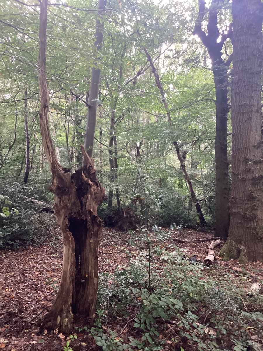 JOHN.D (@jdrittij) on Twitter photo 