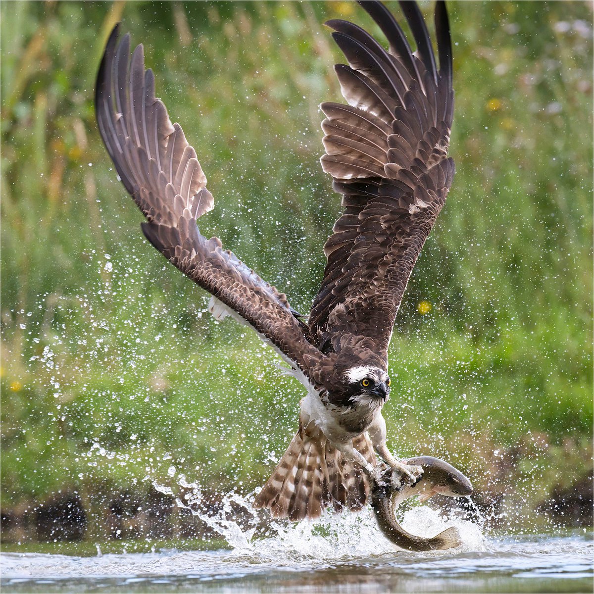 Affinity's tweet image. #AffinityPhoto user, Wil Ratcliffe first picked up a camera in 2020. Since then, he has been on a journey, learning to capture breathtaking images of #wildlife one YouTube video and piece of advice at a time. This is his story 👉 affin.link/w1ld