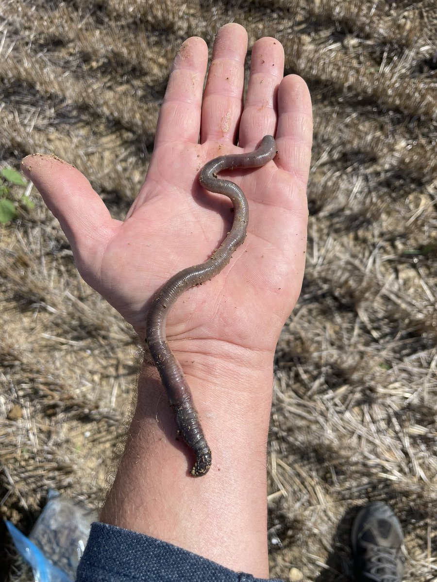 Solo en suelos sanos y equilibrados nos podemos encontrar lombrices así…💪💪salud!