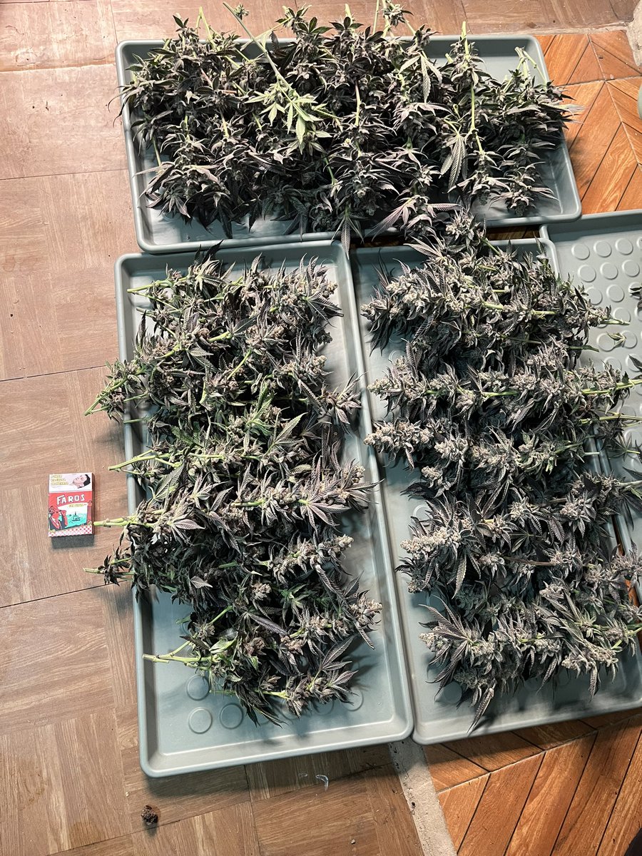 canataro420's tweet photo. やっと収穫🧑‍🌾
ここまでデカいの初めて🧑‍🌾

何gあると思いますか？
当てた人には何かプレゼント🎁🧑‍🌾

品種はSub Zero #4 https://t.co/W6glcEFvDi