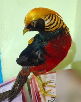 Alka_Mandall's tweet image. #BSF_Protets_WIldlife

Troops of Amudiya BOP Rescued Four Chinese #GoldenPheasant from wildlife smugglers along Indo Bangladesh Border.

#AlertBSF
#IPL2025  #BigBillionDaysLeaked #AnanyaPanday #banknifty #ChennaiRains #DigiKavach #TriptiiDimri #RedAlert टीना डाबी #Meiyazhagan