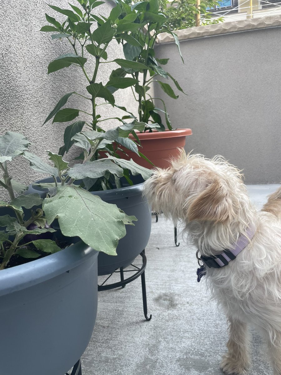 tdkarcher14's tweet photo. Fostered and successfully gave 3 dogs a new fur-ever over the past few months and having them in my life healed my soul so much. Just gratitude to the Universe for letting things fall in place 🙏🏽 Thanks @DPSRescue for taking us along in this beautiful journey. 🐕🐶🦮🐾🦴 https://t.co/4cXA9xn6tC