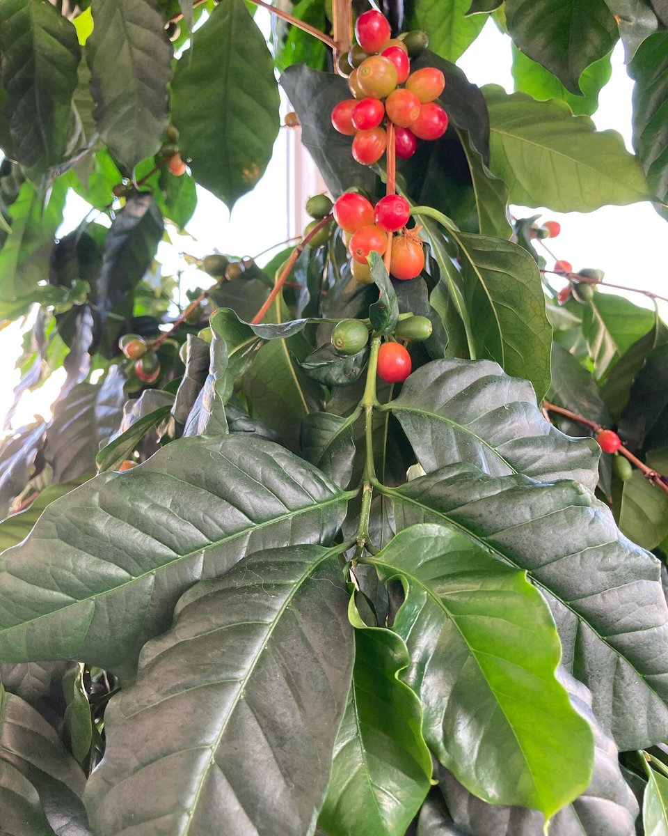 showafarm's tweet photo. #コーヒーの木 🌲

8年前に観賞用で苗を買って🌱
2年前から…
#コノカル を散布
昨年初めて実がついた😳　
そして…今年…

大きく育ち実も沢山つけてる❣️

凄いですよね✨
コーヒー☕️楽しみ😊😊

#有機酸カルシウム液肥
#コノカル の効果かな😁😍

#家庭菜園 #ベランダ菜園 #秋冬野菜 https://t.co/316XWrVMt6