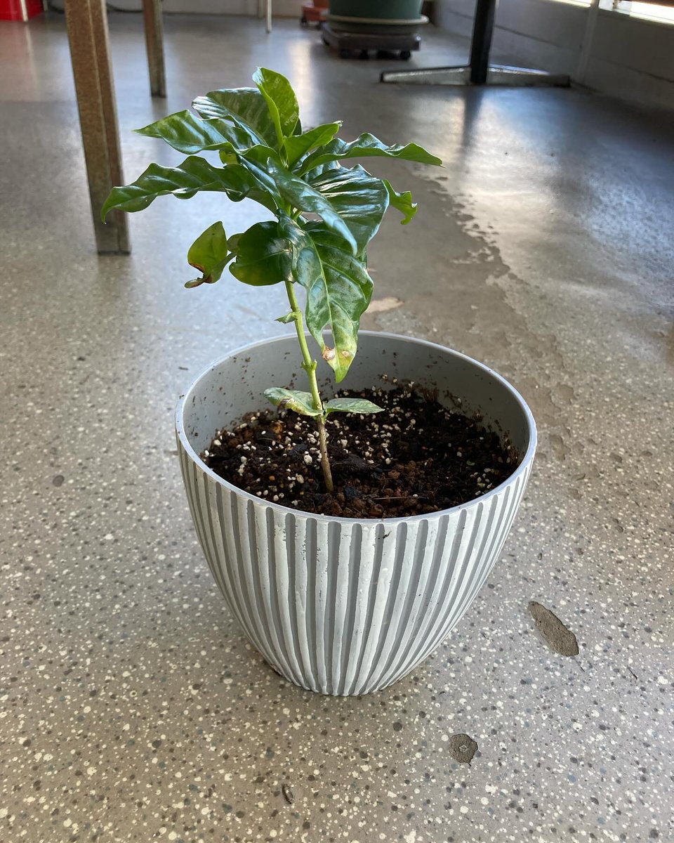 showafarm's tweet photo. #コーヒーの木 🌲

8年前に観賞用で苗を買って🌱
2年前から…
#コノカル を散布
昨年初めて実がついた😳　
そして…今年…

大きく育ち実も沢山つけてる❣️

凄いですよね✨
コーヒー☕️楽しみ😊😊

#有機酸カルシウム液肥
#コノカル の効果かな😁😍

#家庭菜園 #ベランダ菜園 #秋冬野菜 https://t.co/316XWrVMt6