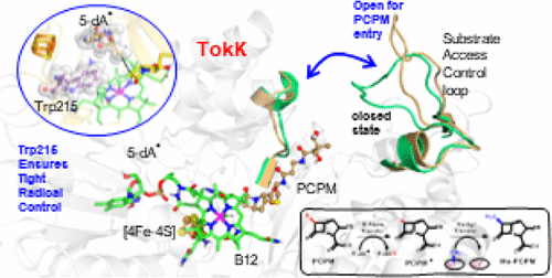 bhkenlo's tweet photo. Understanding the Functional Dynamics of the TokK Enzyme in Carbapenem Biosynthesis via MD Simulations and QM/MM Calculations | Inorganic Chemistry https://t.co/vprYm2C3rS Siddiqui and Dubey @InorgChem #B12 #4Fe4S #TokK #MD_MM #Trp215 #carbapenem #biosynthesis #SAM #RSMT https://t.co/SDiskAxmzl