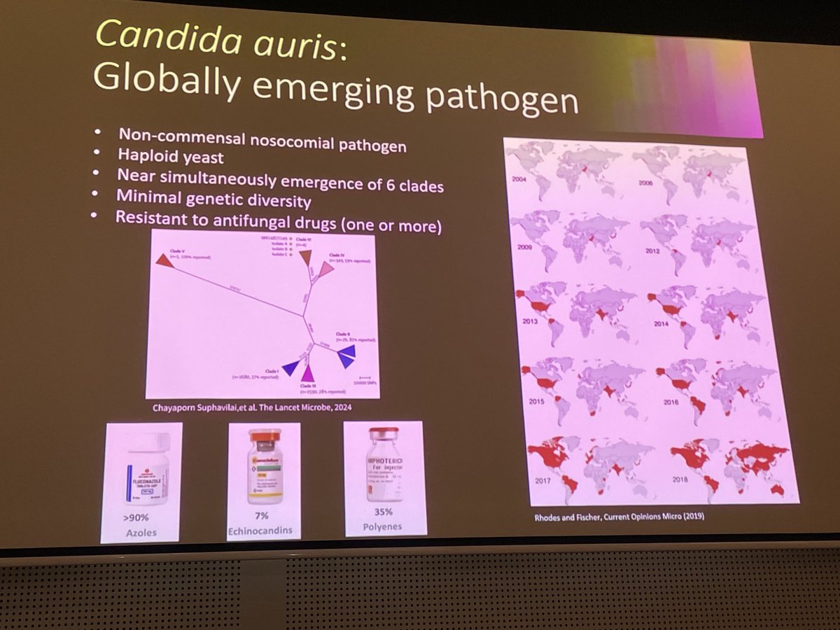 LithgowLab (@lithgowlab) on Twitter photo Extraordinary talk by @HCWeerasinghe from <a href="/TravenLab/">Traven Lab</a> <a href="/MonashBDI/">Monash Biomedicine Discovery Institute</a> on the dangers of #superbug Candida auris and the new treatments in sight <a href="/bmh2024/">بندر محمد</a> Extraordinary talk by @HCWeerasinghe from <a href="/TravenLab/">Traven Lab</a> <a href="/MonashBDI/">Monash Biomedicine Discovery Institute</a> on the dangers of #superbug Candida auris and the new treatments in sight <a href="/bmh2024/">بندر محمد</a>