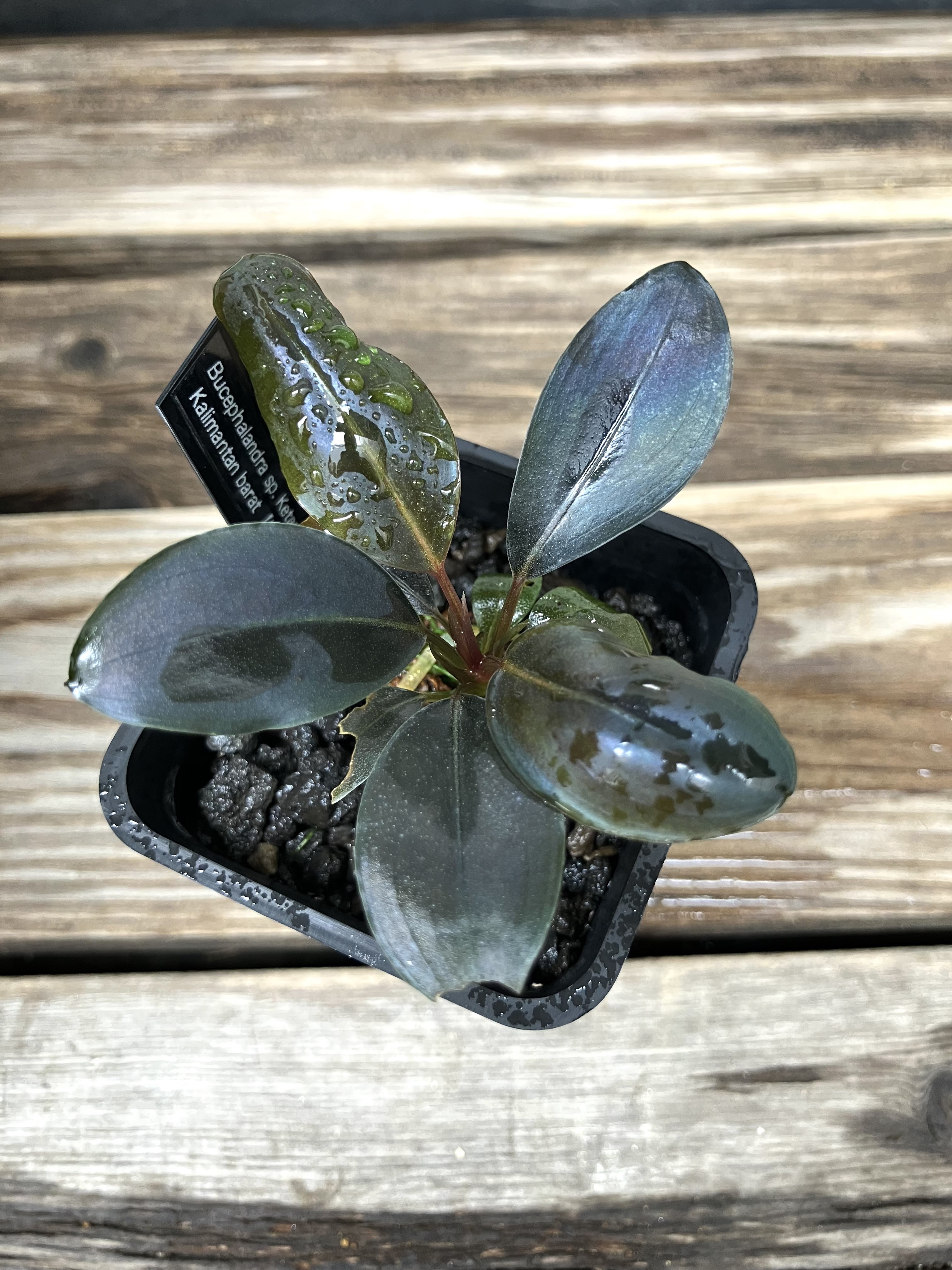 Bucephalandra sp. Kabupaten Landak TZ便 Bucephalandra sp. Kabupaten Landak TZ便 - メルカリ
