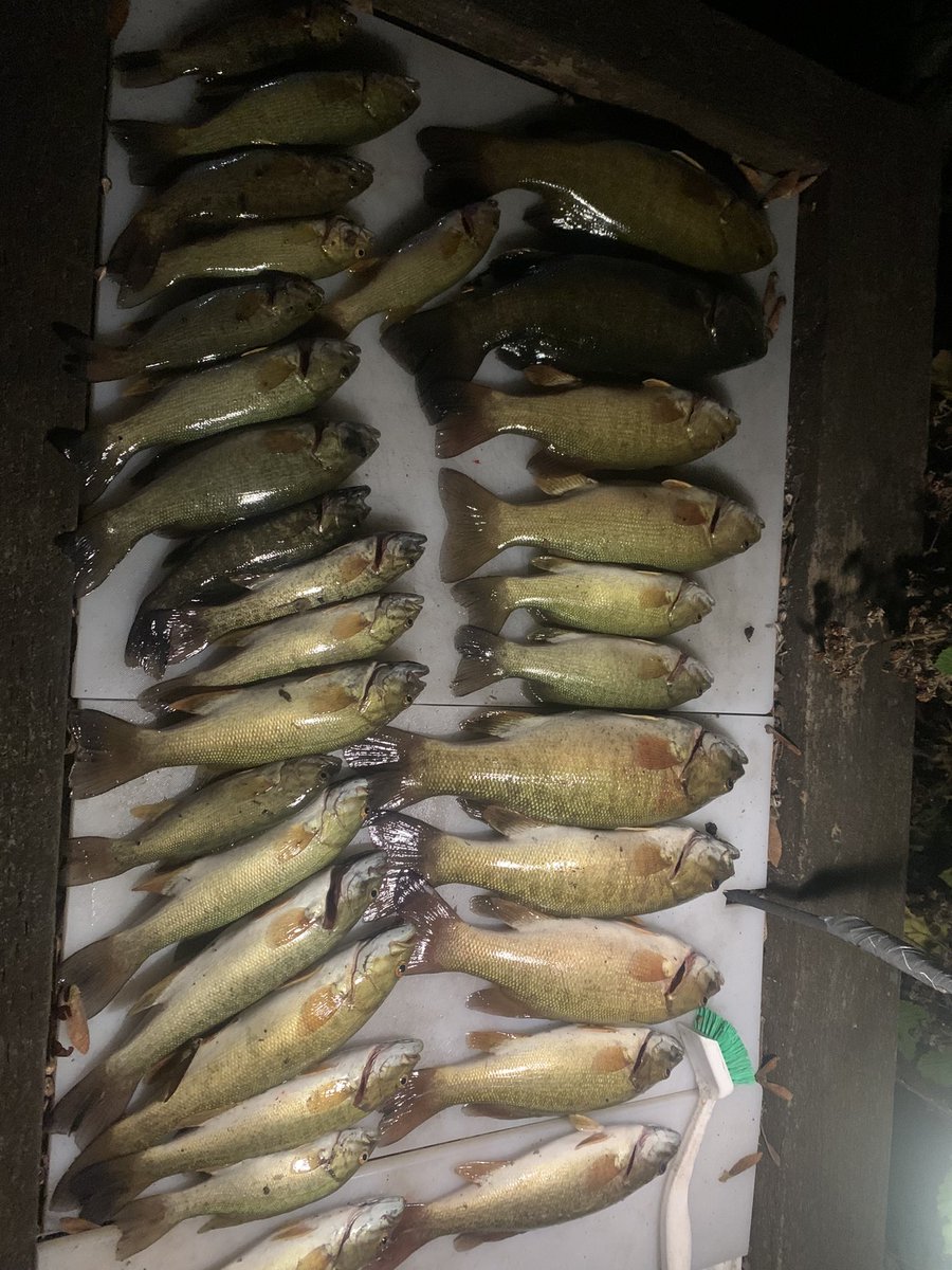 mattshorb's tweet photo. Took my daughter out smallmouth fishing this evening.  It was a fun evening and we collected a nice mess of bass filets. #bassfishing https://t.co/RTZwLLaAWE