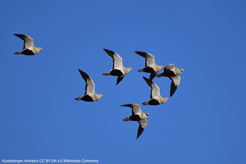 GPS tracking reveals the timing of collisions with powerlines and fences of three threatened steppe bird species | doi.org/10.1017/S09592… | <a href="/bci_journal/">Bird Conservation International journal</a> | #ornithology