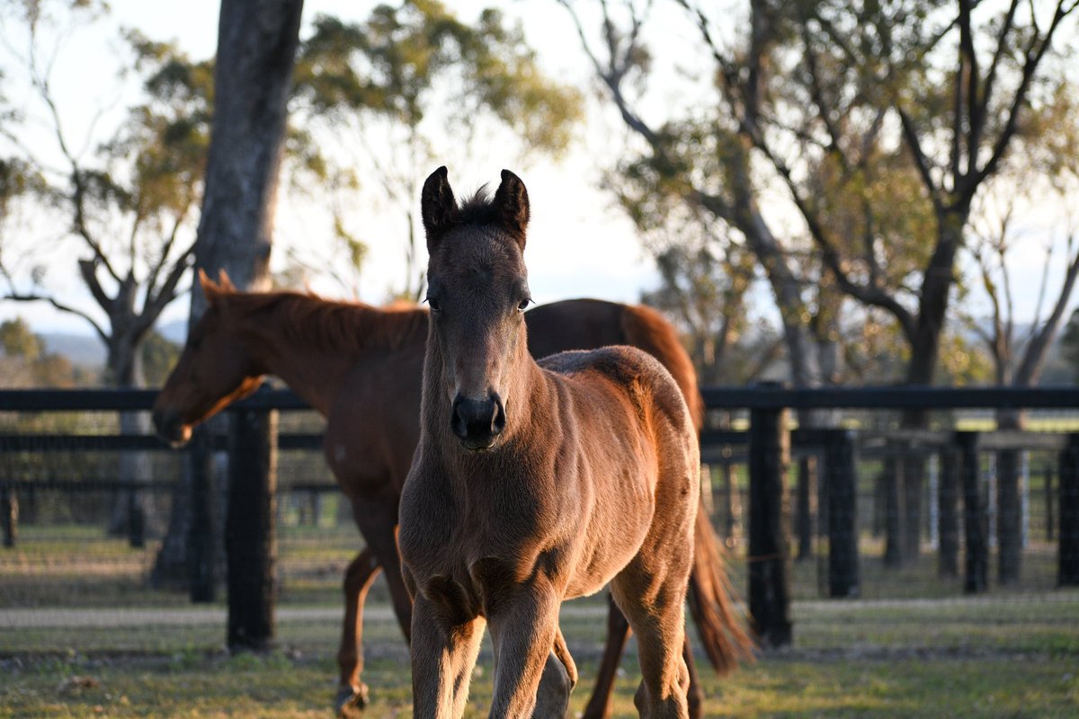 Canning Downs tweet media