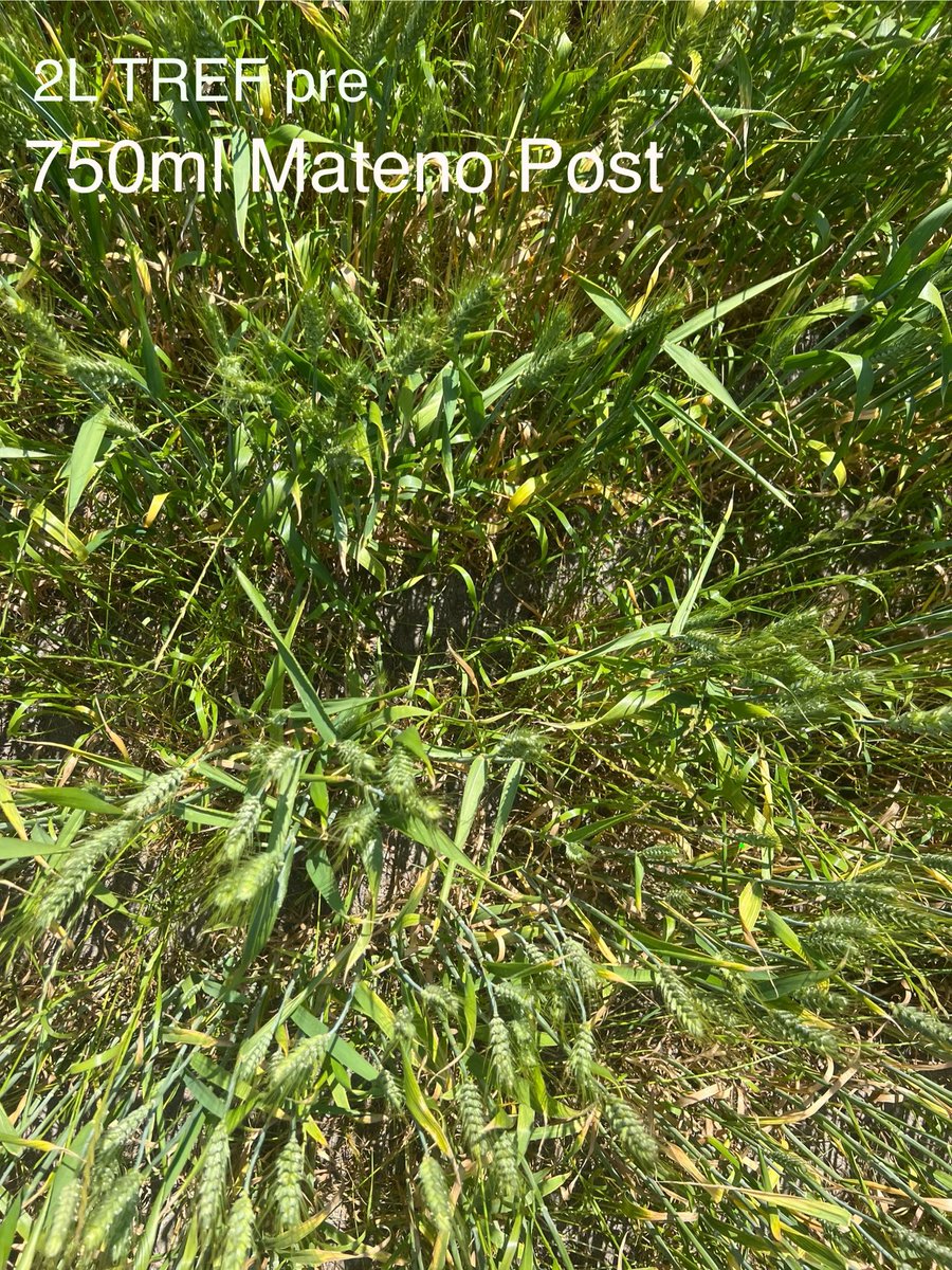 Stirling Ag tweet media