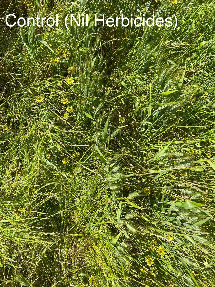 Stirling Ag tweet media