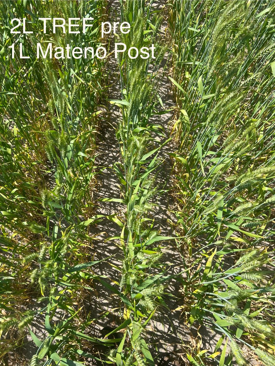 Stirling Ag tweet media