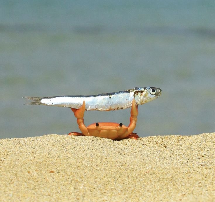 yeskiri's tweet photo. 魚持ち上げたカニまだ可愛い https://t.co/wHaonY6Kwz