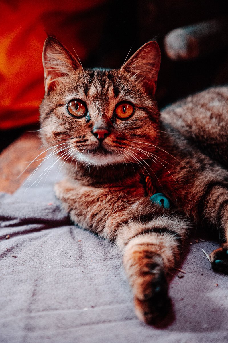 Farm Cat - 24/08/2024

#petphotography #cat #canon