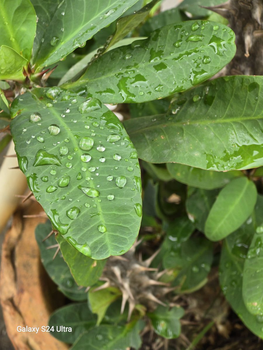 amritashya's tweet image. After a much-needed rain! 🌧️ Just after the update! 📲 #RainyDay #SoftwareUpdate #OneUi 
@Wvisioncreation