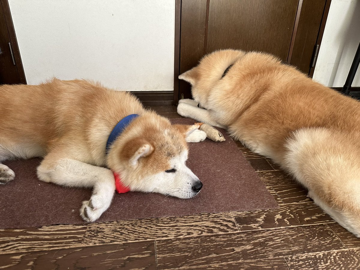 Fuga210's tweet photo. ランくん４歳🐕
琉ちゃん５歳🐾
歳が近いから気が合うっぽい😉
遊んだ後は仲良くお昼寝💤 https://t.co/m03PXlliZR