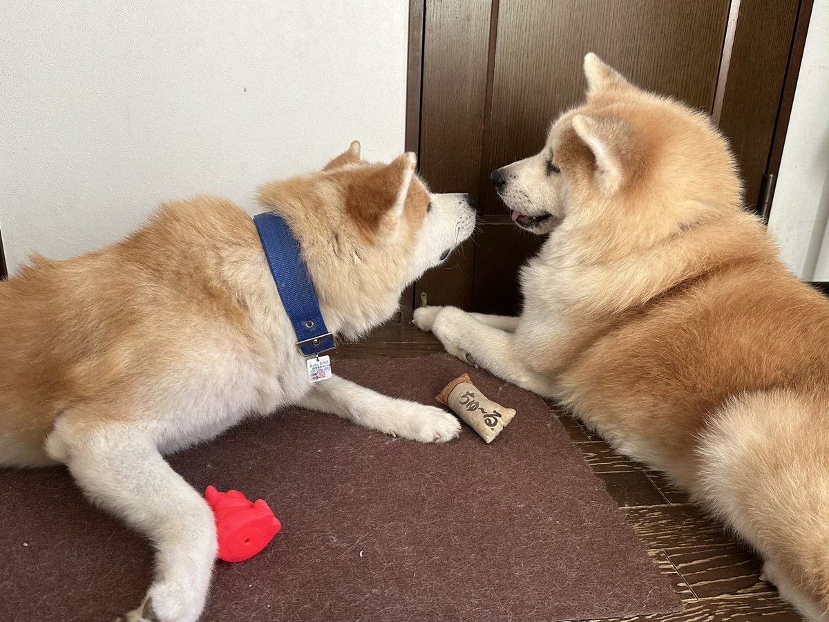 Fuga210's tweet photo. ランくん４歳🐕
琉ちゃん５歳🐾
歳が近いから気が合うっぽい😉
遊んだ後は仲良くお昼寝💤 https://t.co/m03PXlliZR