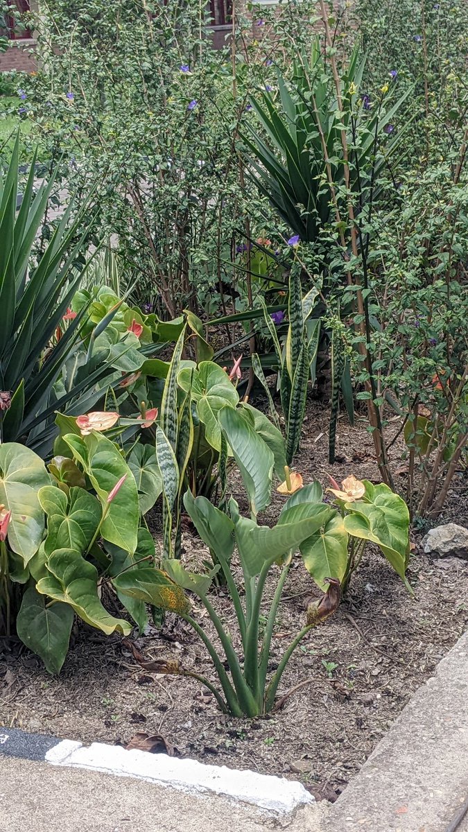 HabyarimanaMarc's tweet photo. Good Morning Rwanda 🇷🇼 ,As #Environmental conserver, I deal with #Farming Activities. Here comes with #Horticultural plants Which plays Big role in Countrie's Economy👌 https://t.co/uCLqoEA0AC