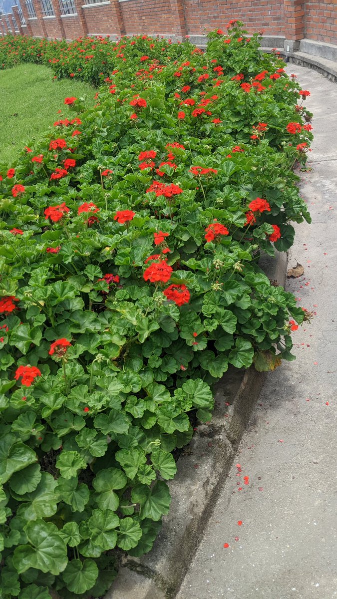 HabyarimanaMarc's tweet photo. Good Morning Rwanda 🇷🇼 ,As #Environmental conserver, I deal with #Farming Activities. Here comes with #Horticultural plants Which plays Big role in Countrie's Economy👌 https://t.co/uCLqoEA0AC