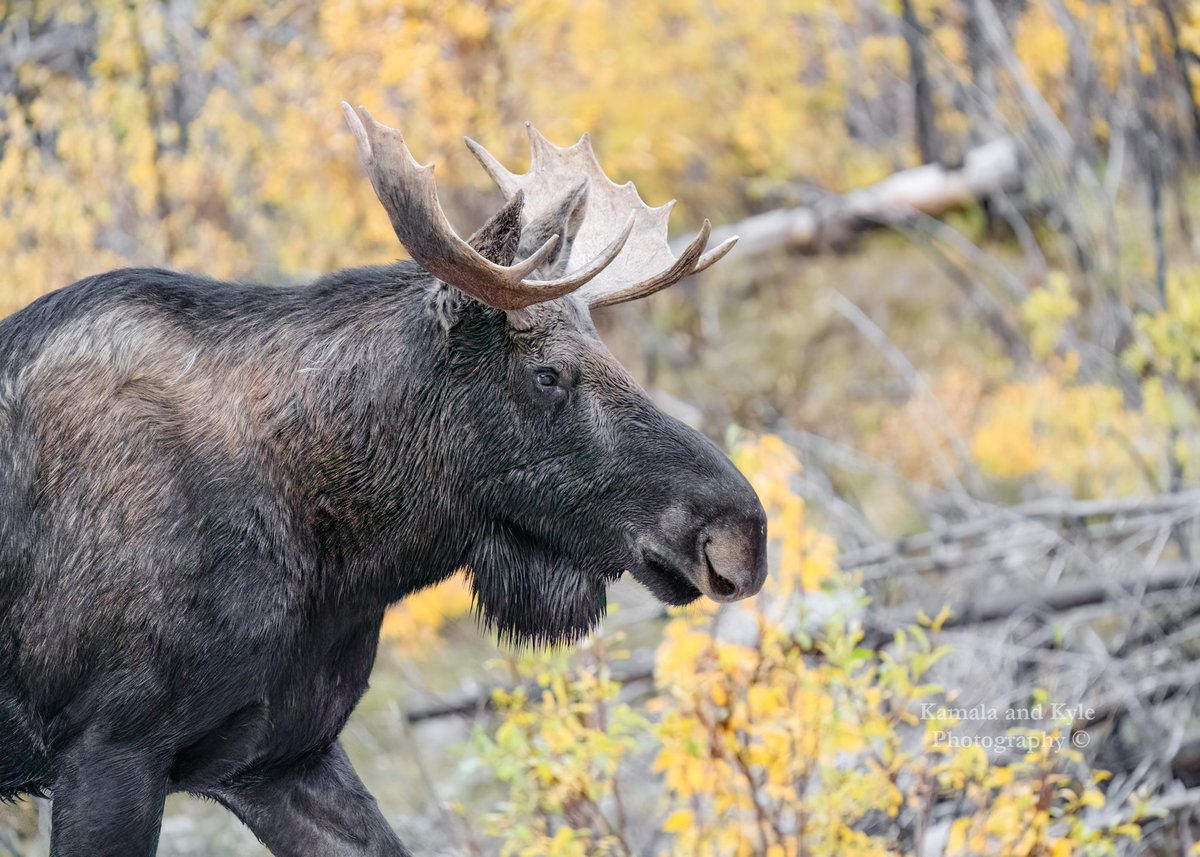 KamalaKyle's tweet photo. Jasper never disappoints!
#jasper #jaspernationalpark #myjasper #icefieldparkway #icefieldsparkway #jaspertourism #tourismjasper #visitjasper #myjasper #jaspertown #parkscanada #canadaparks #moose #alcesalces #mooses #mooseontheloose #bullmoose #moosecalf #moosephotography https://t.co/BwIe2PVMNM