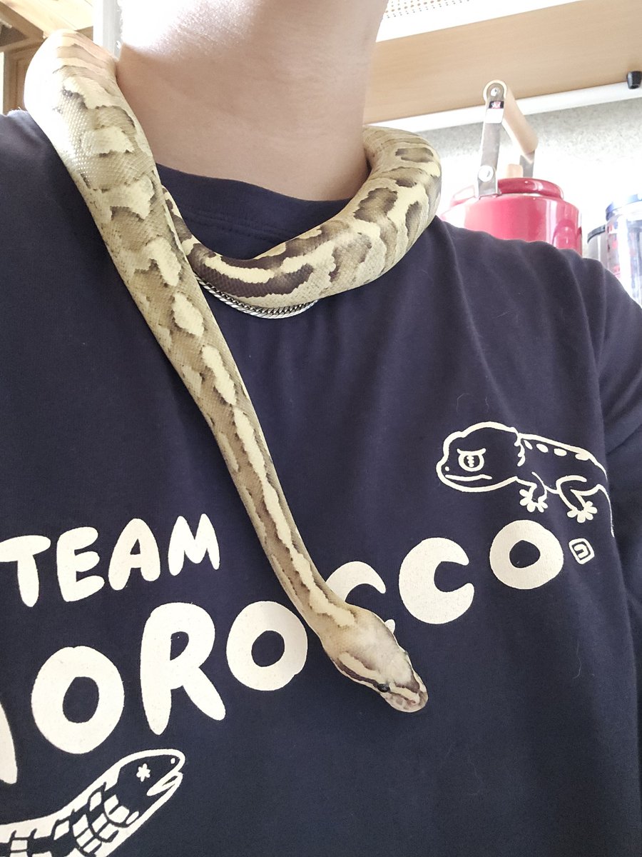 mails_VLD's tweet photo. ご飯湯煎待ち🐍

#ボールパイソン 
#ガラパゴス https://t.co/Fn8MOlKWel