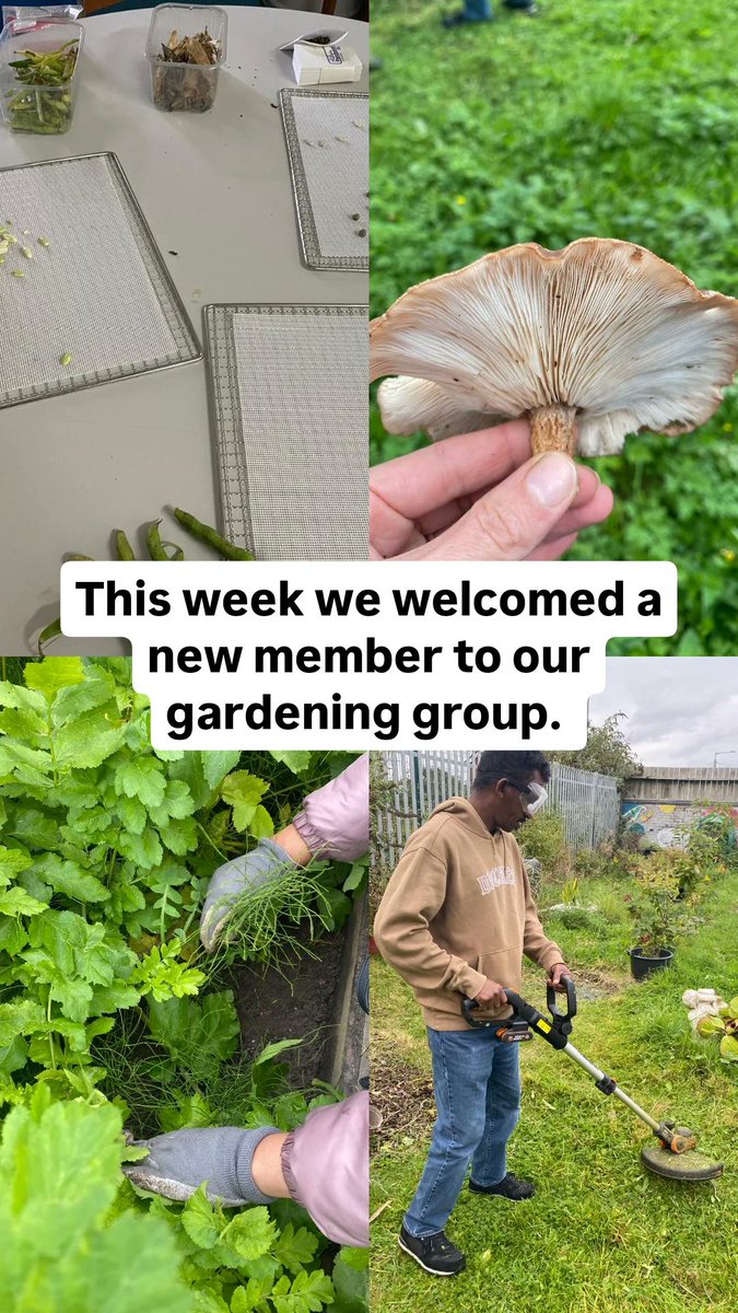 SOLAARTS's tweet photo. This week we welcomed a new member to gardening group. After laying down a few h&S rules & plans we prepared seeds to be dried for planting next year then went to weed and tidy the garden.
#creativegardening #creativegrowing @refugeegardeninitiatives @refugeegardenwc https://t.co/BGl9OfClqp