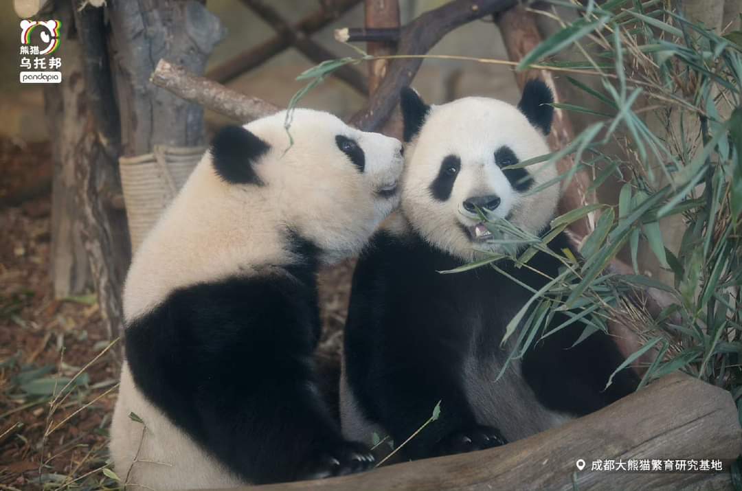 kate68_102's tweet photo. #Beixia is so cute, whispering and kissing #Kenian 
เป่ยเซียน่ารักมาก กระซิบและจูบเคเนียน https://t.co/V7WfGp4TCk