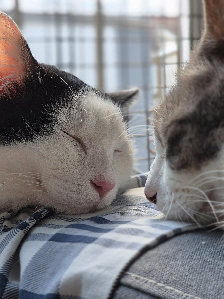 와 내가 엄청난 걸 찍었다...
배경화면 무나합니다