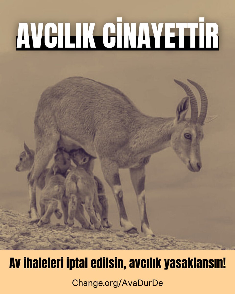 ChangeTR's tweet photo. Av turizmi adı altında 725 yaban hayvanı öldürülecek!
#AvcılıkCinayettir

Pek çok şehirde hayvanları öldürmek için av ihaleleri düzenleniyor. Yurt dışında, Türkiye'de yapılacak av turları için tatil paketi satılıyor.

🦌Yaban hayatını riske atan, endemik türlerin neslinin devamlılığını tehdit eden ve yaşam hakkını satılığa çıkaran av ihalelerinin son bulması için @TvdOrgTr tarafından yürütülen kampanyaya destek olun.

İmzalayın, paylaşın:
👉https://t.co/VV0pUZzDIU