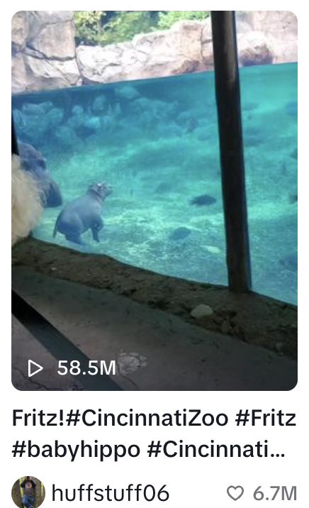 Temscuttsol's tweet photo. $Fritz is the original cute hippo, cheap at 100k mcap

more viral than moo deng has ever been, fritz has single tiktok + youtube videos with 60 MILLION views 

this is a sleeping giant project, with team working donating to Cincinnati zoo and Fritz directly

Fade at your own risk!

https://t.co/YgRwWe2ekl