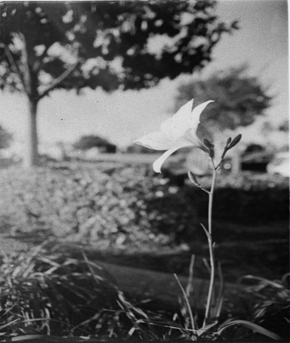 CameronIRodrig2's tweet photo. @RCederfjard #film #filmphotography #photo https://t.co/ZyWdmQoFil