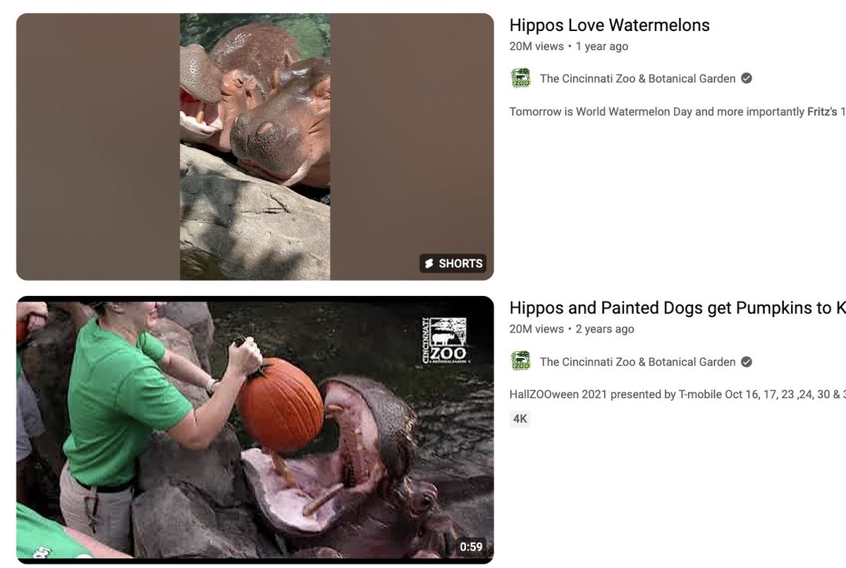 Temscuttsol's tweet photo. $Fritz is the original cute hippo, cheap at 100k mcap

more viral than moo deng has ever been, fritz has single tiktok + youtube videos with 60 MILLION views 

this is a sleeping giant project, with team working donating to Cincinnati zoo and Fritz directly

Fade at your own risk!

https://t.co/YgRwWe2ekl