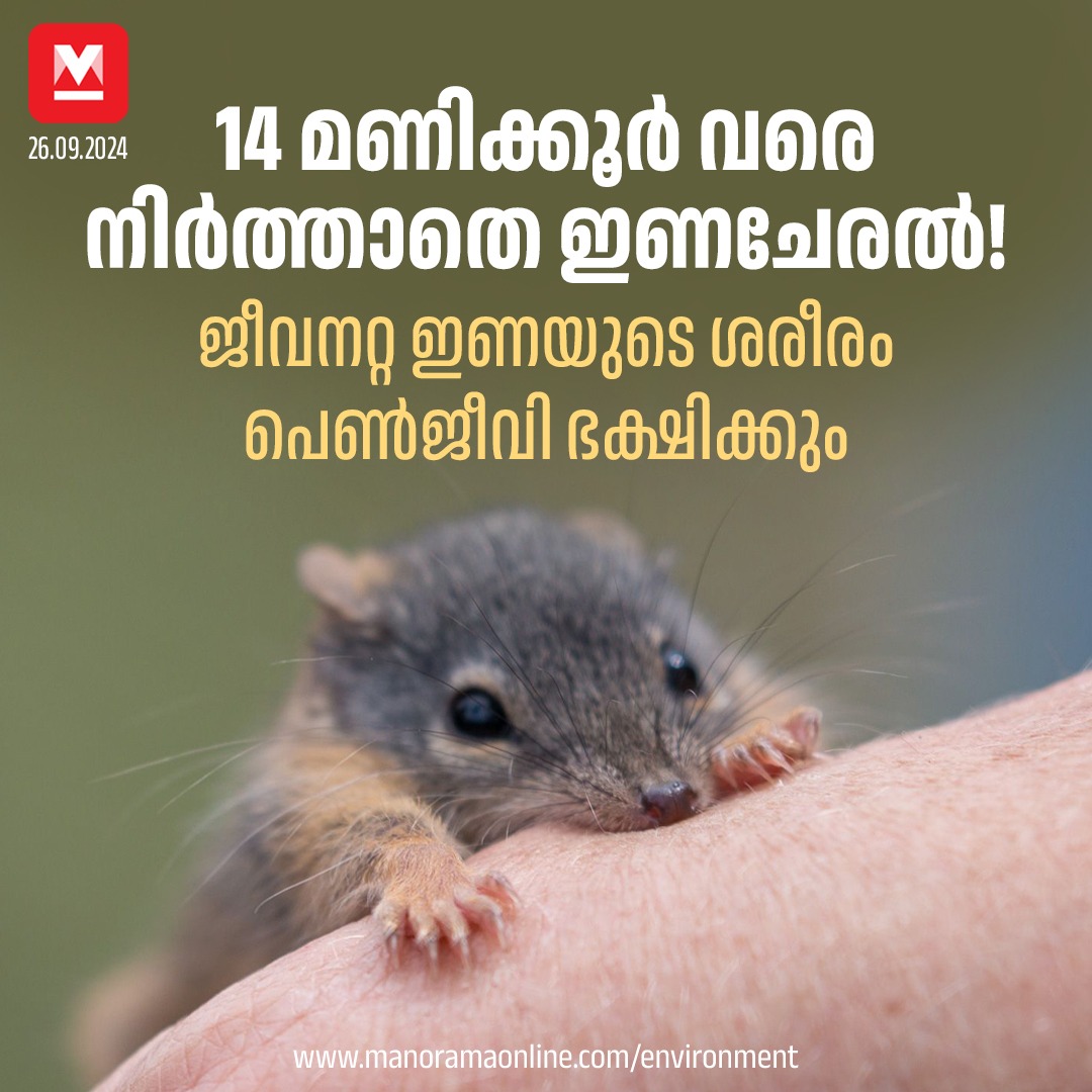 manoramaonline's tweet image. ഇണചേരൽ കാലം കഴിയുന്നതോടെ ആൺ ആൻടെക്കിനസുകൾ എല്ലാവരും തന്നെ കുഴഞ്ഞുവീണു മരിക്കും. #Antechinus #Australia #Animal

Read more at : manoramaonline.com/environment/en…