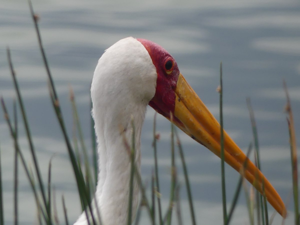 PhotosForTrees's tweet photo. #RiftValley lakes 

#elementaita https://t.co/xzf5eLmHj1