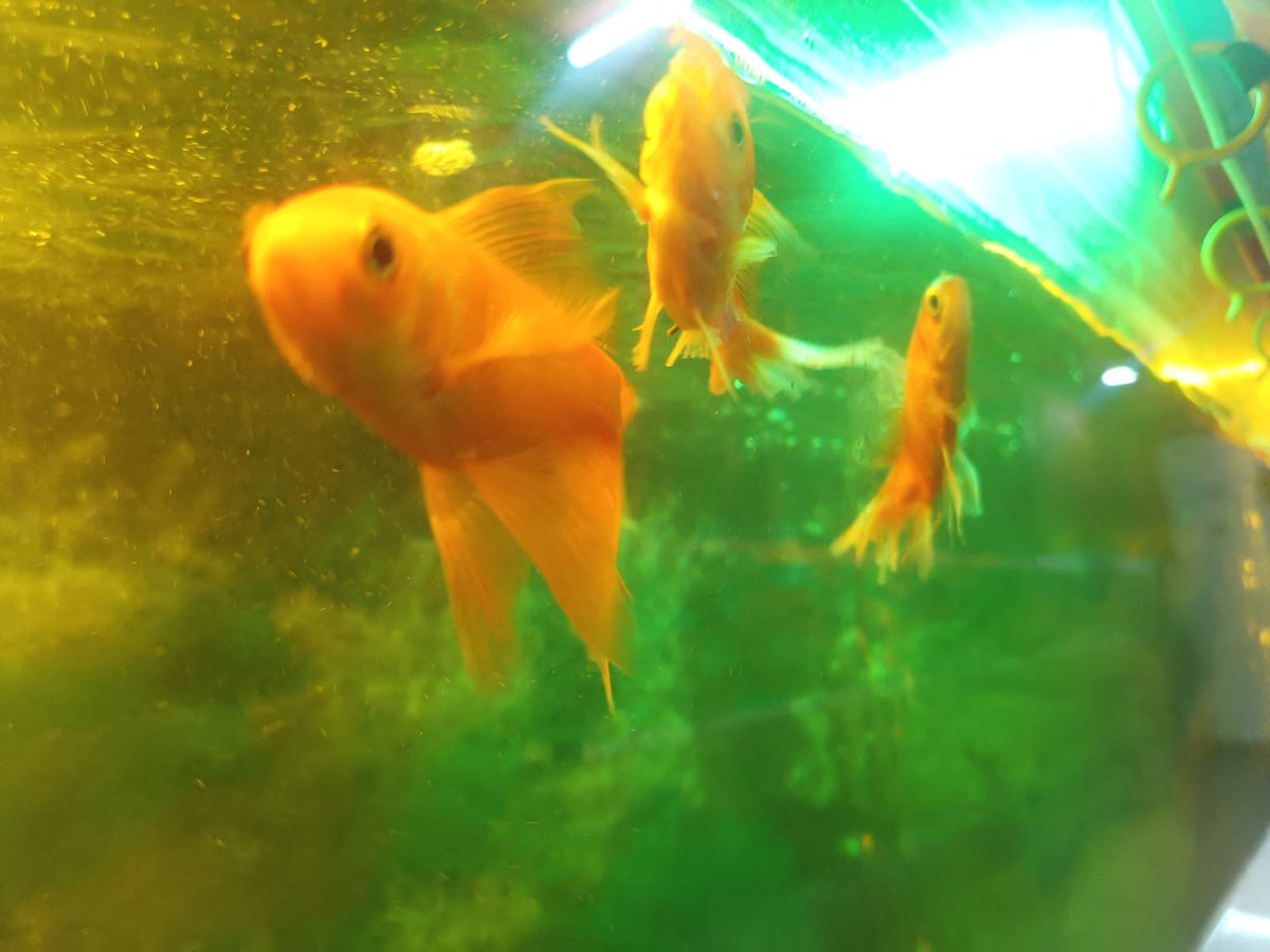 bestfishcare's tweet photo. #redcarp #fish #uk #aquariumhobby #aquarium #aquariumfish #new #newpost #explorepage https://t.co/EY91akDCTK