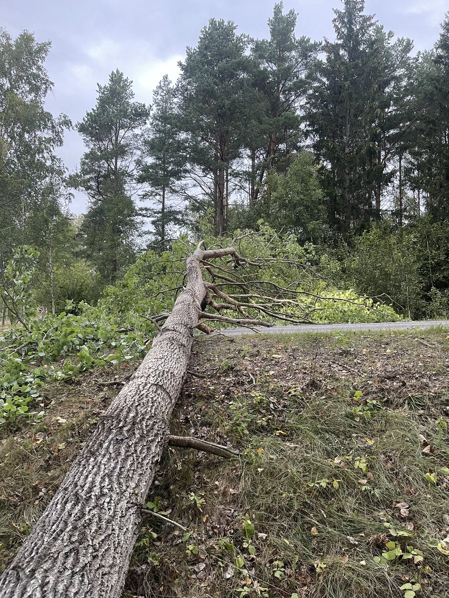 Sneaky Media Group tweet media