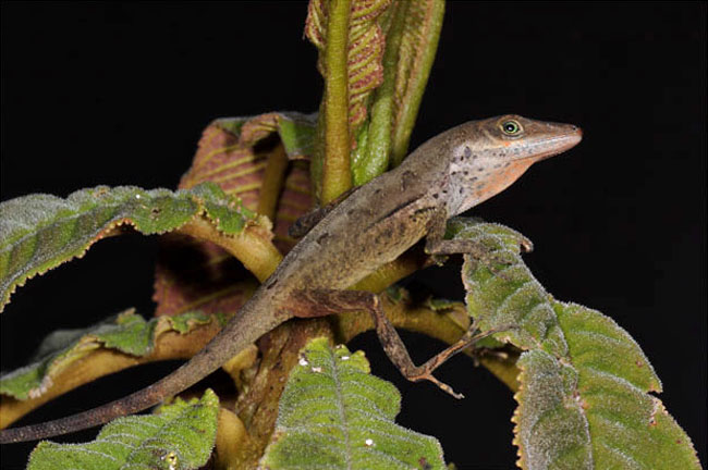 Critically Endangered Species of the Day tweet media