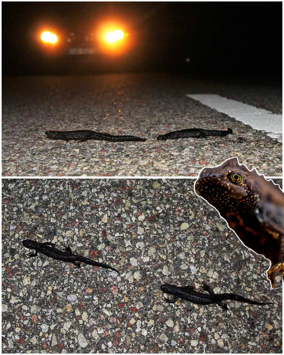 "Suņu sūdiņiem līdzīgas būtnes atkal šķērso ceļus. Ja pamani, centies nesabraukt, taču to [satiksmes drošības dēļ] var atļauties vien uz nomaļiem ceļiem. Toties, ja čurini suni vai pastaigājies - vari pārnest pāri ceļam uz ziemošanas vietu ejošos tritonus." - zoologs <a href="/SkujaVilnis/">Vilnis Skuja</a>