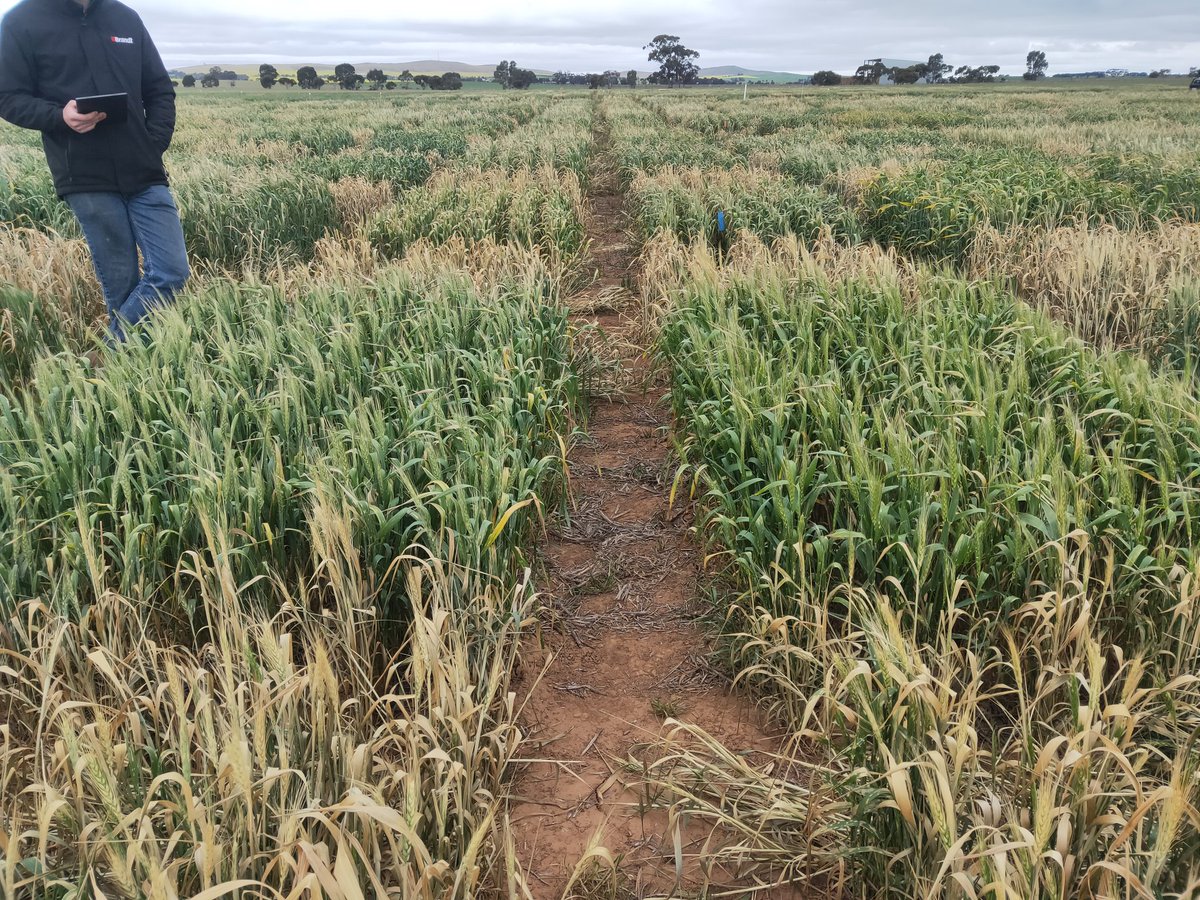 BrendanKupke's tweet photo. Great to have @rebetzke_0 funky wheat genetics in the SA mid north, with @theGRDC support looking at traits for improved frost tolerance. Significant recent frosts will make results interesting. #comparethepair https://t.co/fI5sBR7gXr