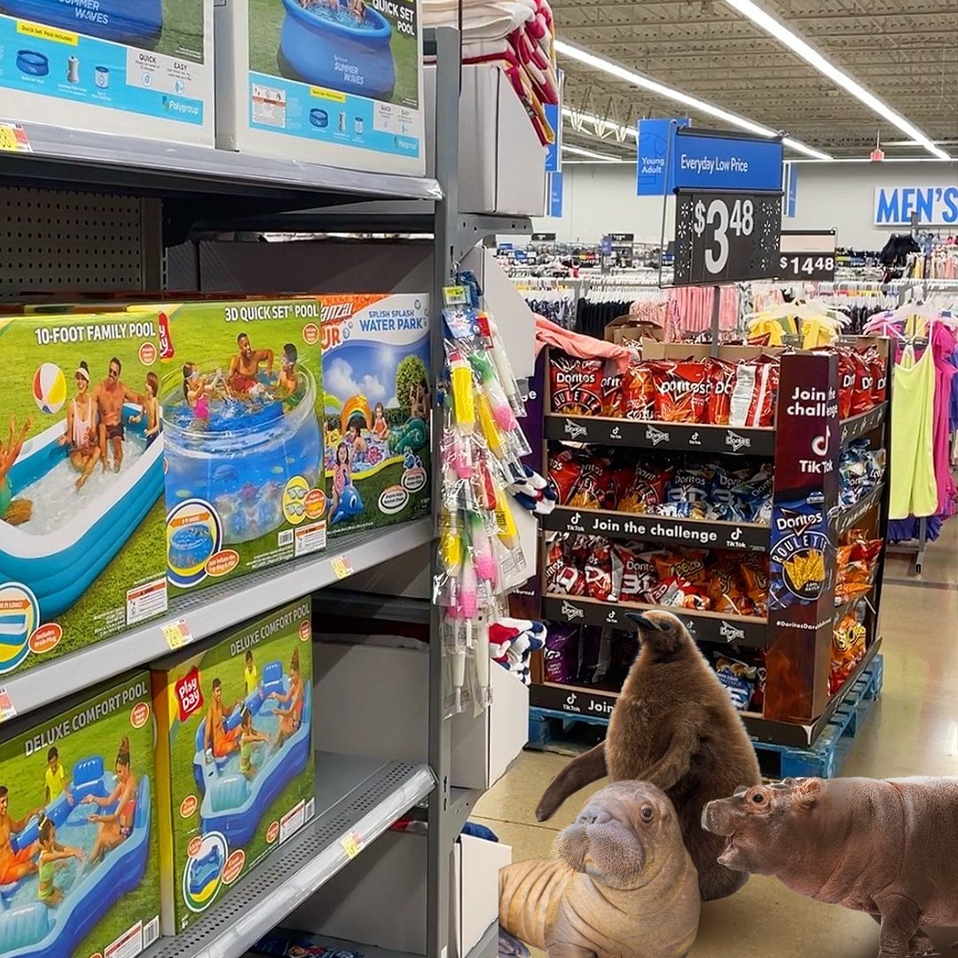 Nothing to see here, just besties out here shopping together 💅🏻💅🏻💅🏻 

Little Miss Walrus UKI is truly enjoying the company of these two yunglings 💙