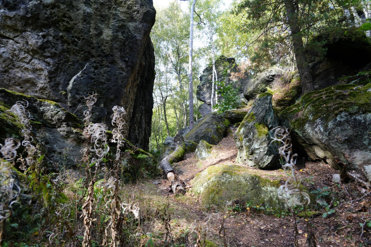 Forstler1's tweet photo. Auf dem #Forststeig am Zeisigstein vorbei. Der Weg führt vom Grenzweg kommend an den Fichtenwänden, immer am Abhang, entlang. Gestern das beste Wanderwetter, ideal für eine Wanderung auf dem schönsten Trekkingpfad der linkselbischen Sächsischen Schweiz, aber niemand war zu sehen. https://t.co/8CErXZLjaj