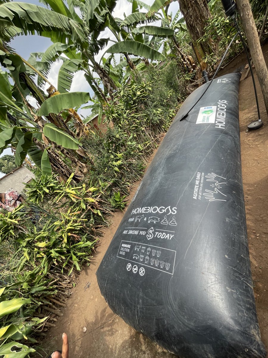 diharagirimana's tweet photo. HOME BIOGAS + HYDROPONIC FODDER
@UNDP_Rwanda has piloted many different innovative initiatives to transform livelihoods by giving them a new Way of easy cooking and quality nutritious animal fodder through Hydroponic system.
#UNDPMediaTour #MediaForImpact
#DevelopmentInAction https://t.co/NKl5h7x2FV