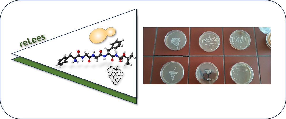 polyphenologist tweet media
