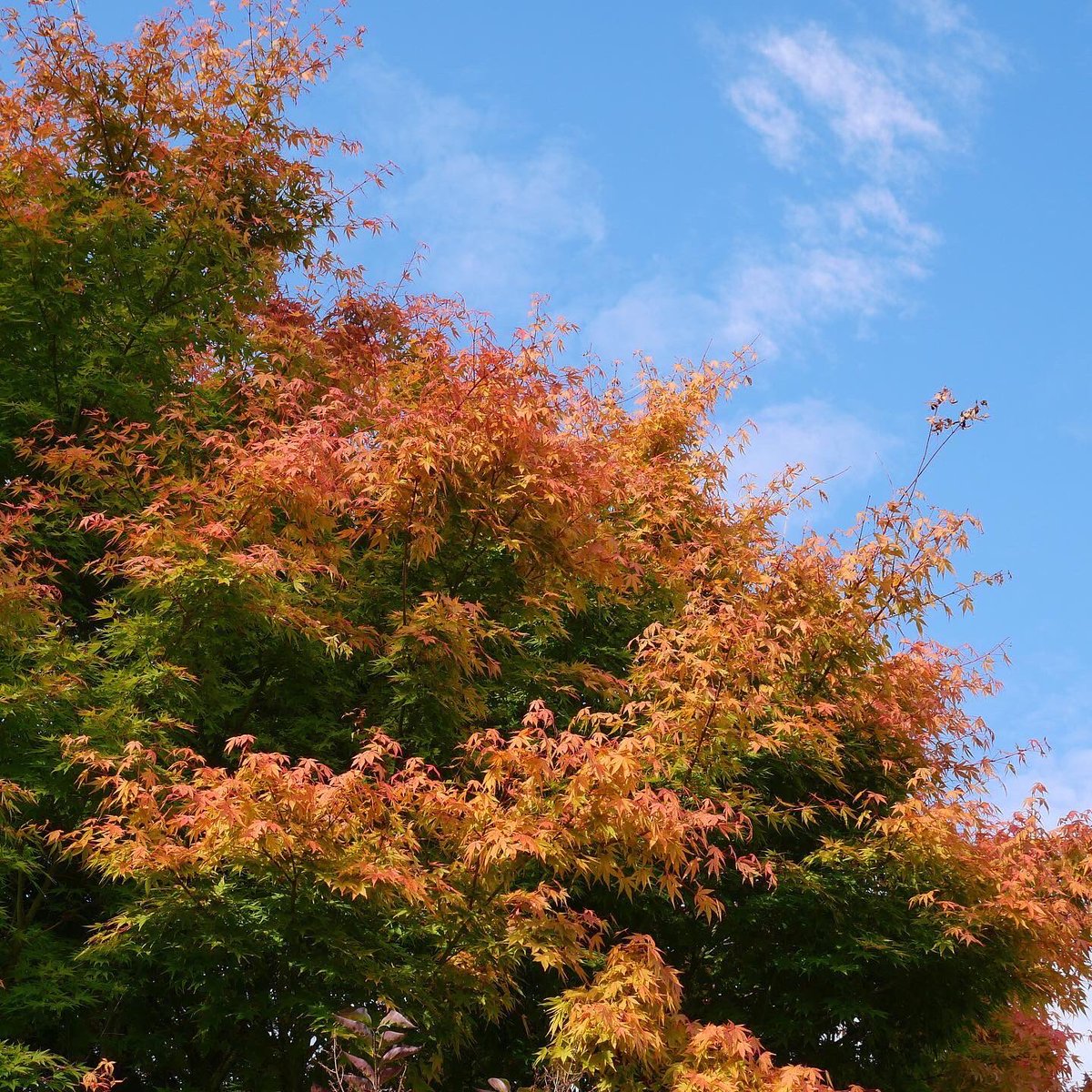 Spetchley Park tweet media