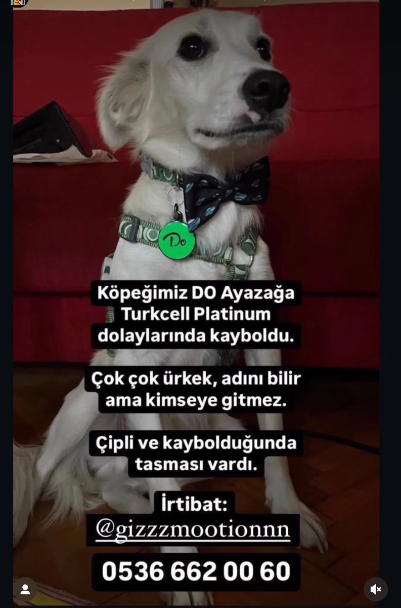 Paylaşım desteği lütfen , İstanbul sarıyer Ayazağa #kayıpköpek 🙏