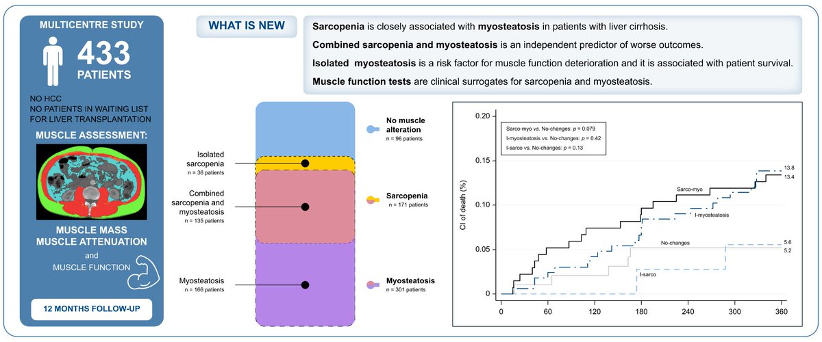 JHepatology's tweet photo. Myosteatosis is closely associated with sarcopenia and significantly worse outcomes in patients with cirrhosis

#OpenAccess here👉https://t.co/ZghyEO4Pwu

#LiverTwitter https://t.co/notFrjiGMR