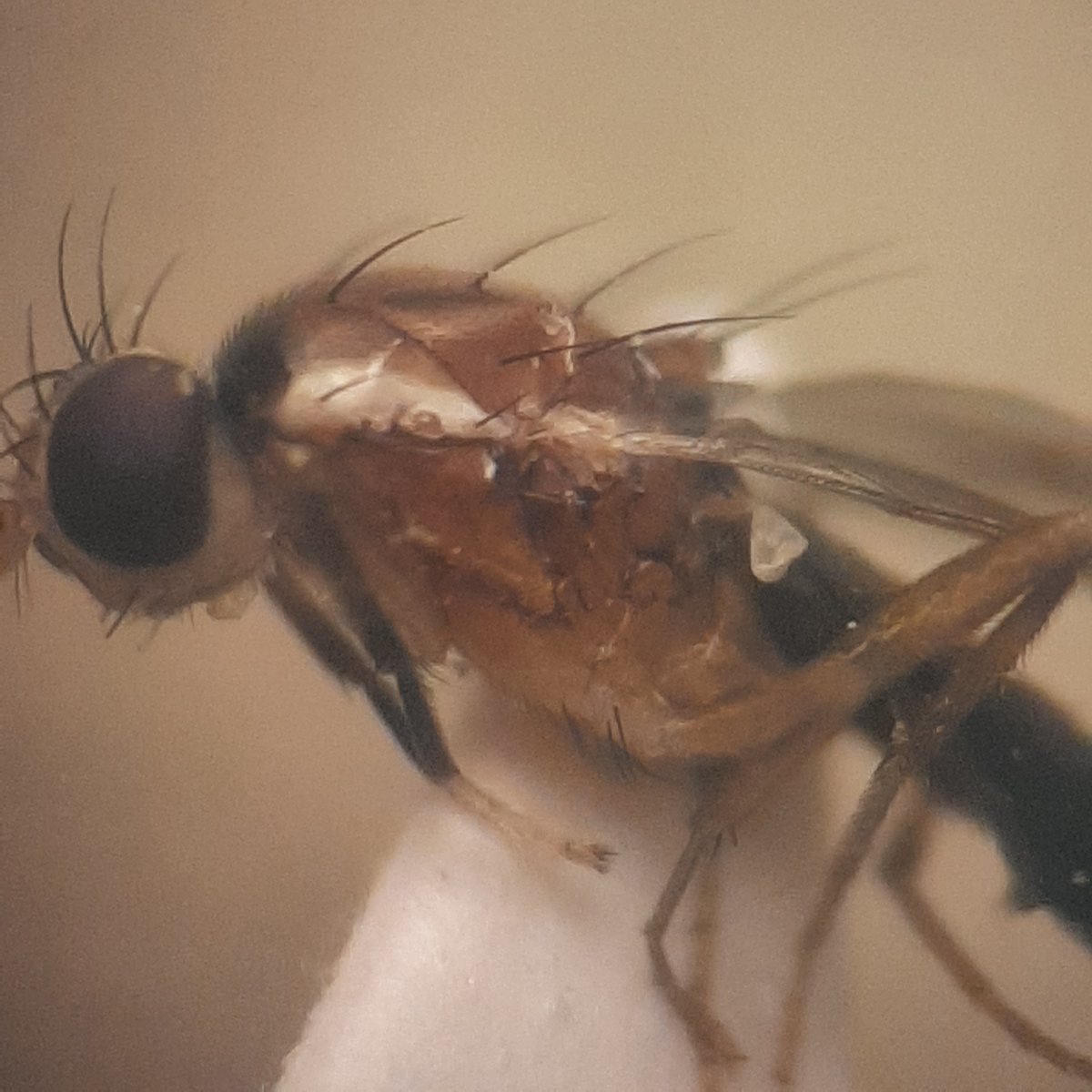 Hilco Meijer tweet media